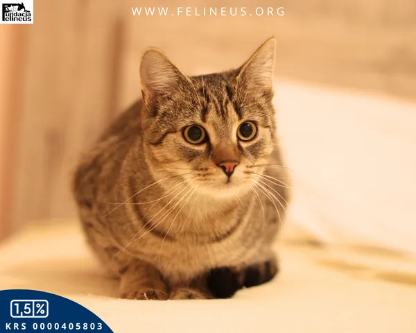 Kot do adopcji, Malawa, 25 lipca 2025 (5/6)