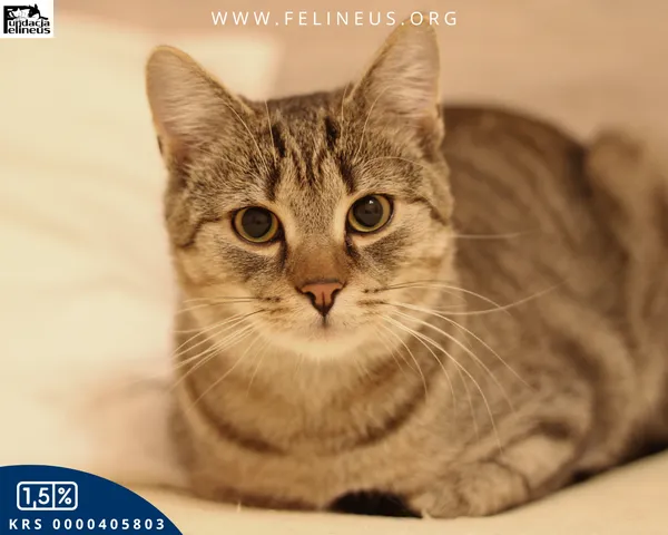 Kot do adopcji, Malawa, 25 lipca 2025 (6/6)