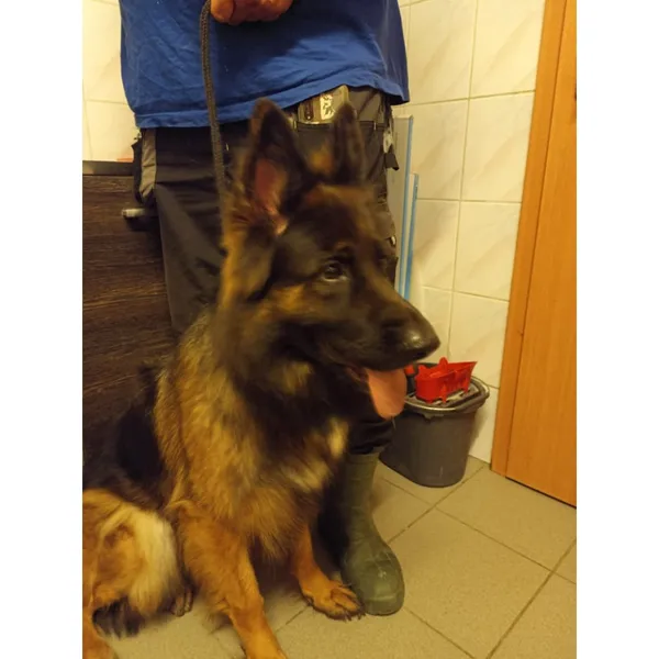 Znaleziono psa, Białystok, 23 lipca 2025