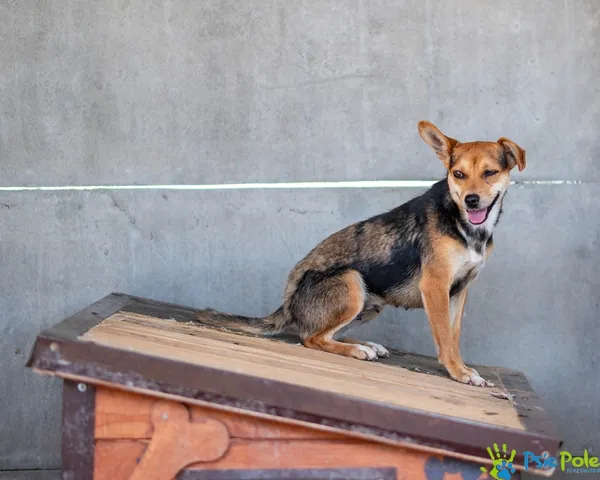 Pies do adopcji, Racławice, 17 lipca 2025 (1/5)