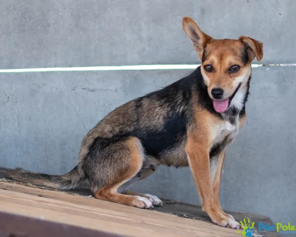 Pies do adopcji, Racławice, 17 lipca 2025 (2/5)