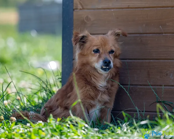 Pies do adopcji, Racławice, 22 lipca 2025 (1/5)