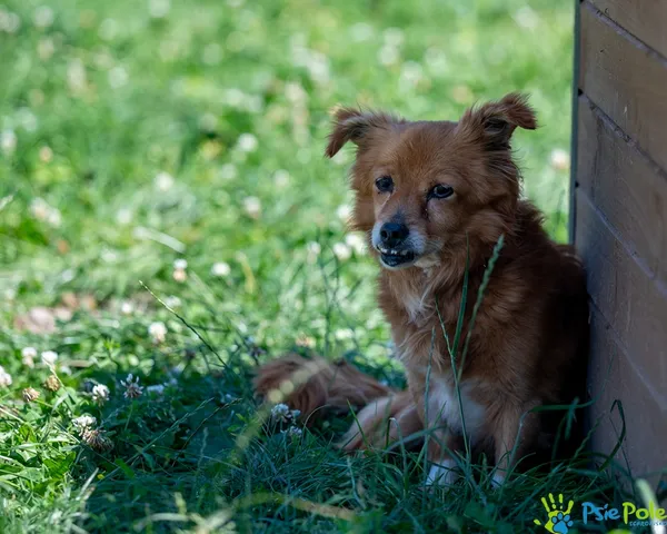 Pies do adopcji, Racławice, 22 lipca 2025 (3/5)
