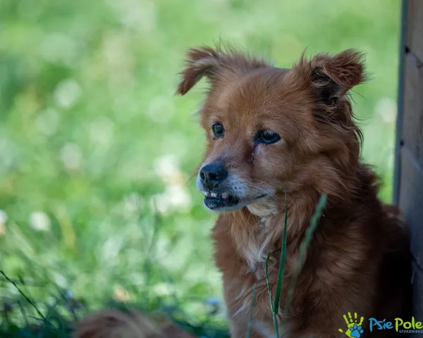 Pies do adopcji, Racławice, 22 lipca 2025 (4/5)
