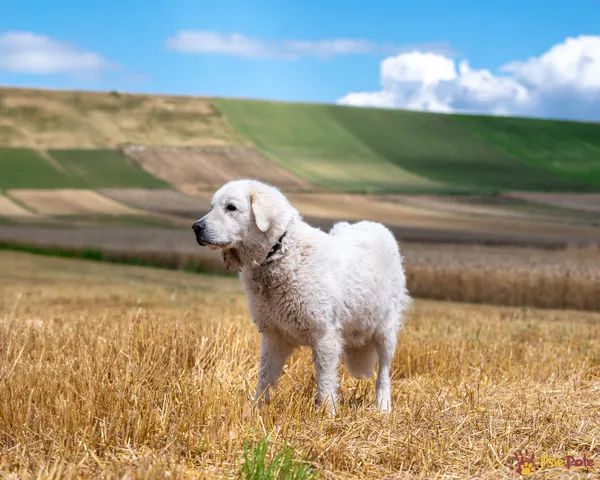 Pies do adopcji, Racławice, 23 lipca 2025 (2/5)