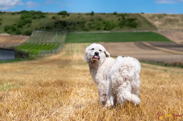 Pies do adopcji, Racławice, 23 lipca 2025 (3/5)