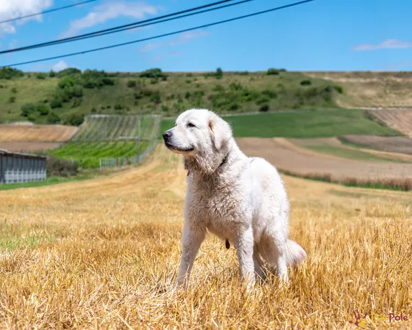 Pies do adopcji, Racławice, 23 lipca 2025 (5/5)
