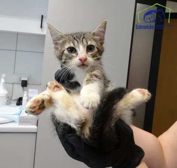 Kot do adopcji, Szczecin, 24 lipca 2025 (2/2)