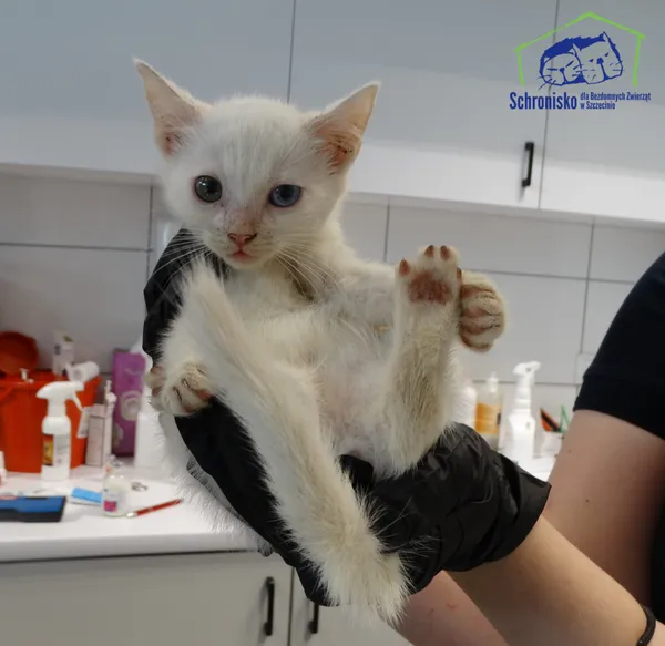 Kot do adopcji, Szczecin, 24 lipca 2025 (3/3)