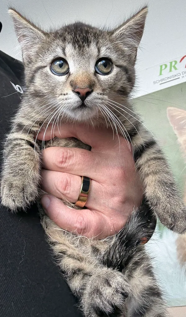 Znaleziono kota, Gdańsk, 24 lipca 2025