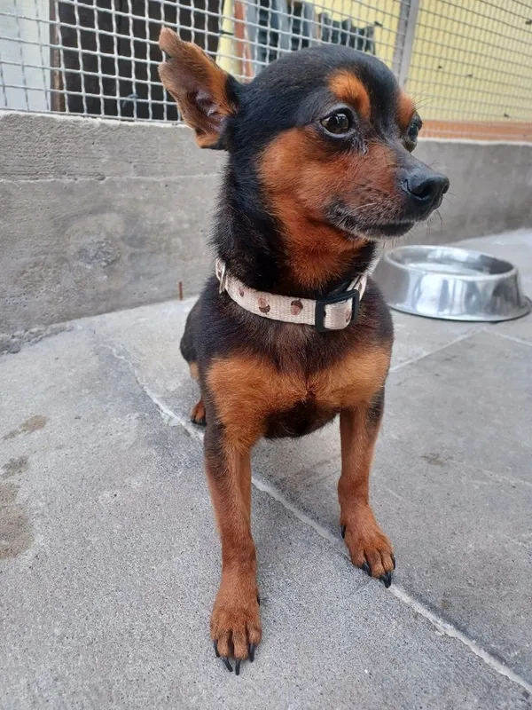 Znaleziono psa, Gdańsk, 23 lipca 2025