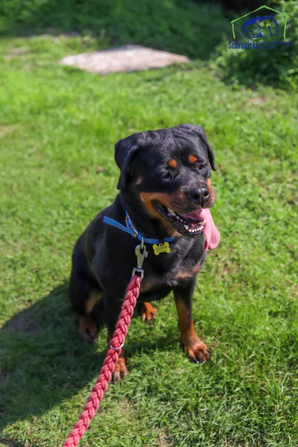 Znaleziono psa, Szczecin, 22 lipca 2025 (2/3)