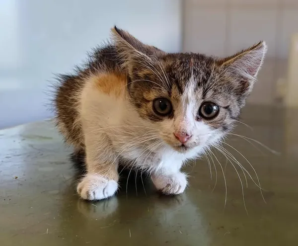 Znaleziono kota, Lublin, 21 lipca 2025