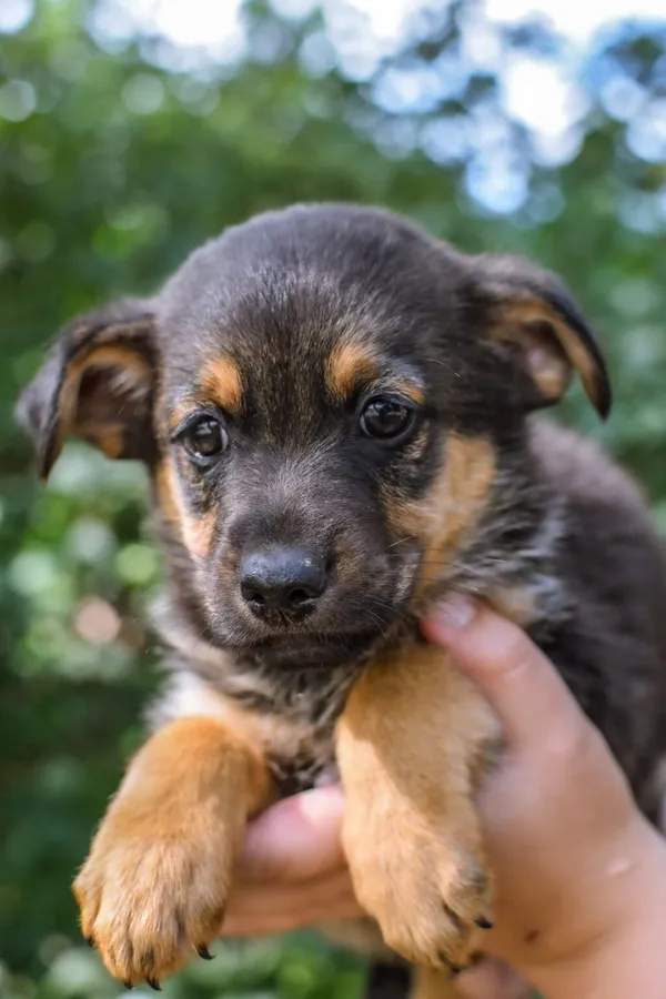 Pies do adopcji, Radom, 23 lipca 2025 (1/5)