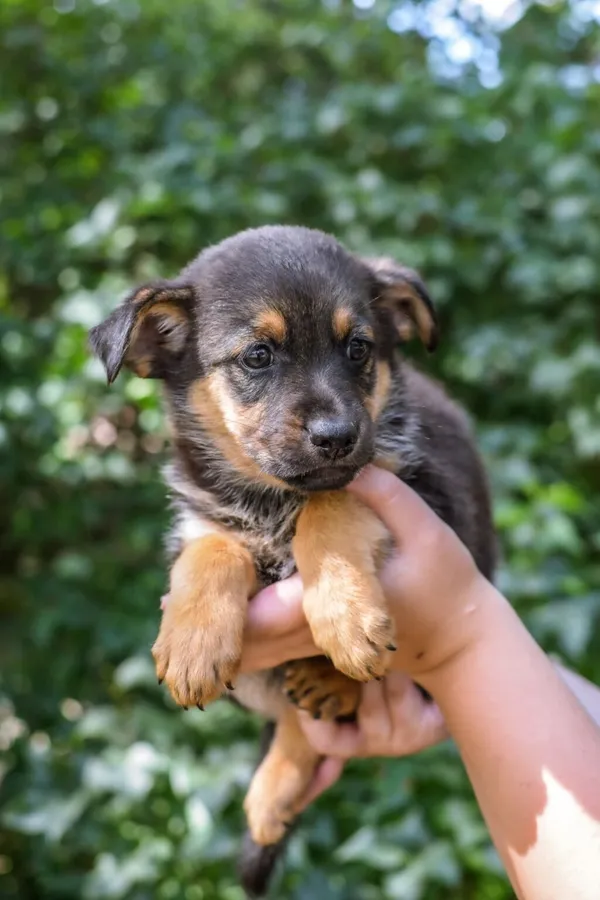 Pies do adopcji, Radom, 23 lipca 2025 (4/5)