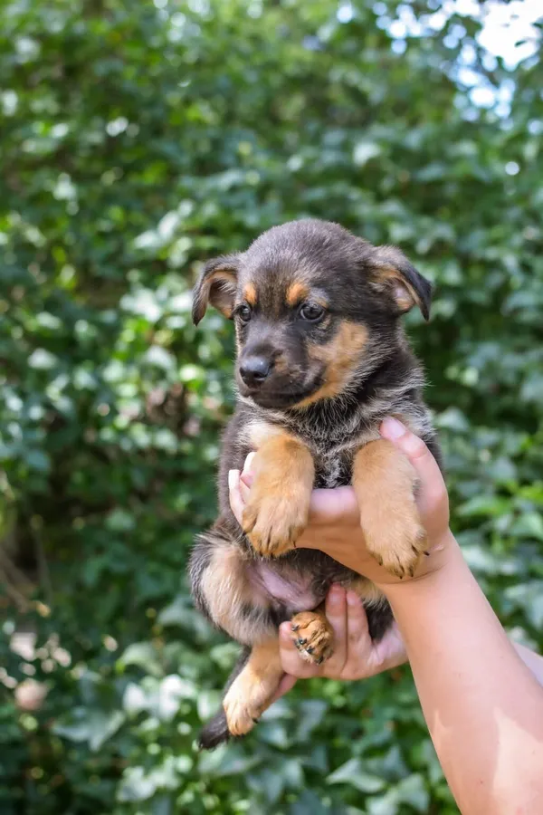 Pies do adopcji, Radom, 23 lipca 2025 (5/5)