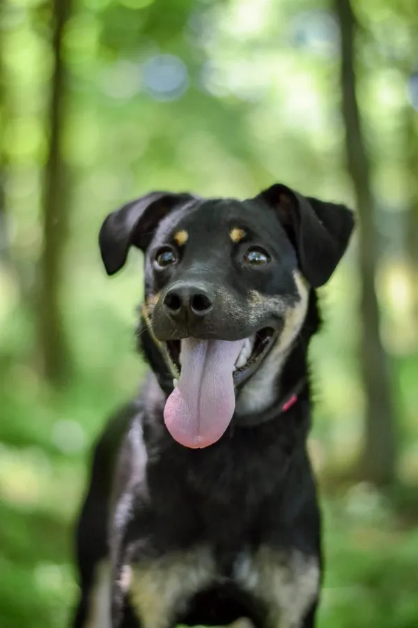 Pies do adopcji, Radom, 22 lipca 2025 (1/5)