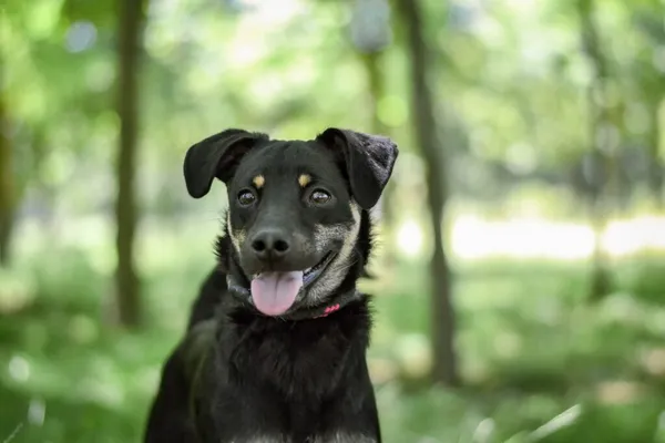 Pies do adopcji, Radom, 22 lipca 2025 (3/5)