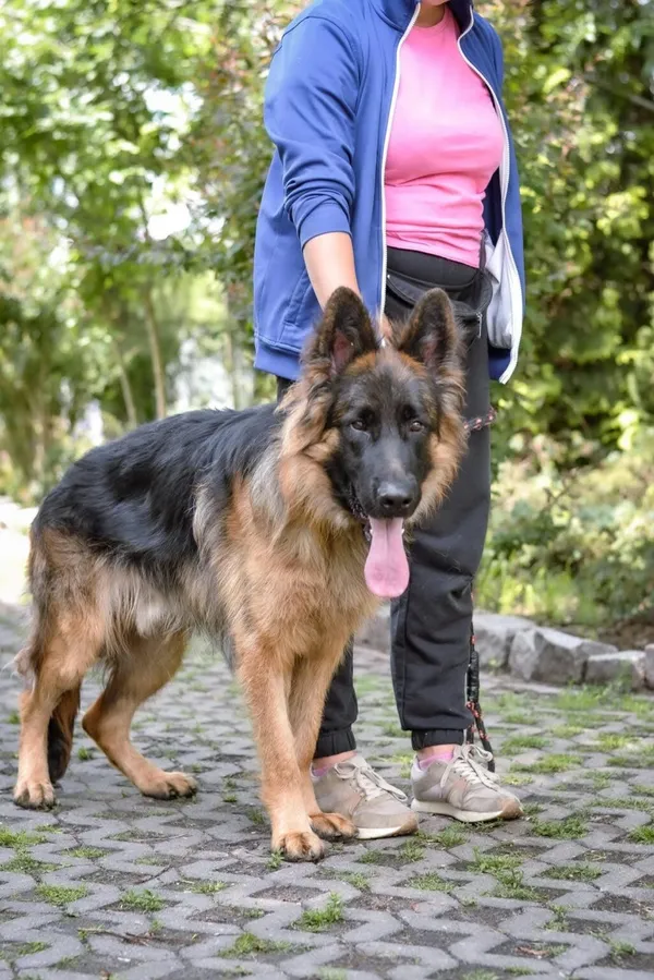 Pies do adopcji, Radom, 22 lipca 2025 (2/5)