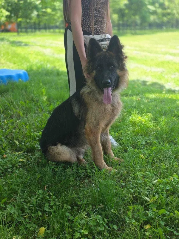 Pies do adopcji, Radom, 22 lipca 2025 (4/5)