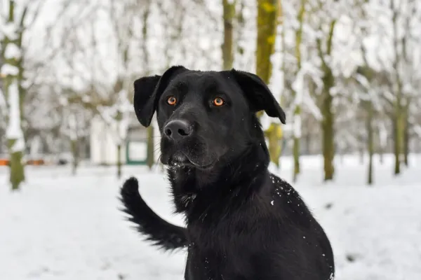 Pies do adopcji, Radom, 9 grudnia 2025 (1/5)