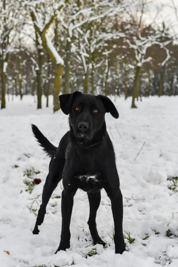 Pies do adopcji, Radom, 9 grudnia 2025 (3/5)