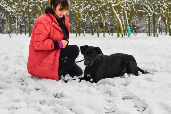 Pies do adopcji, Radom, 9 grudnia 2025 (4/5)