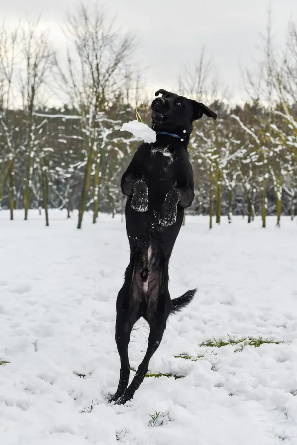 Pies do adopcji, Radom, 9 grudnia 2025 (5/5)