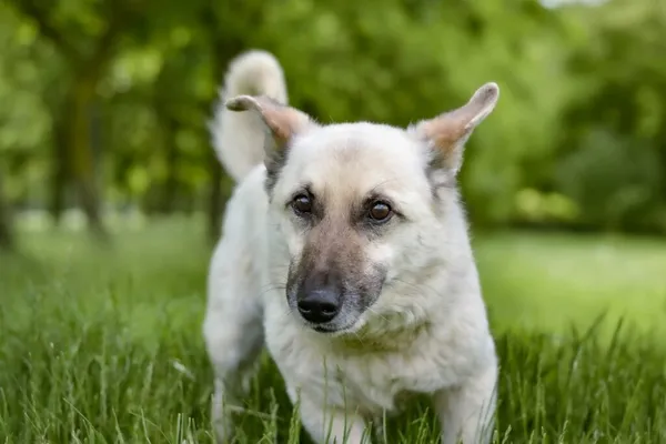 Pies do adopcji, Radom, 22 lipca 2025 (1/5)