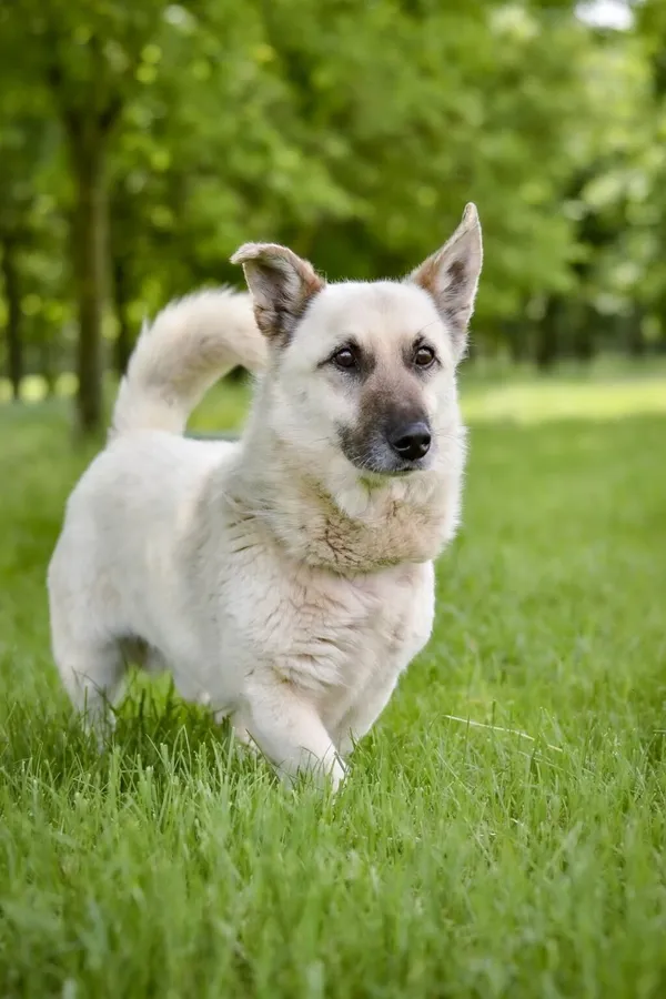 Pies do adopcji, Radom, 22 lipca 2025 (2/5)