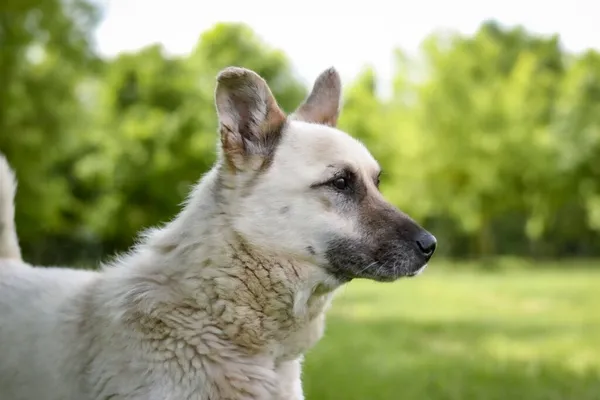 Pies do adopcji, Radom, 22 lipca 2025 (5/5)