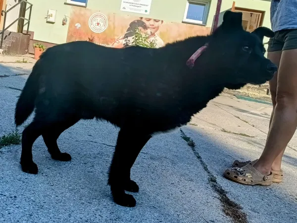 Znaleziono psa, Pieckowo, 22 lipca 2025 (2/2)