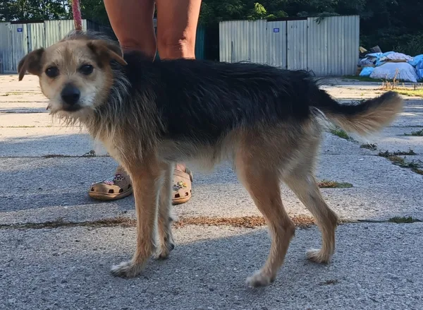 Znaleziono psa, Pieckowo, 22 lipca 2025