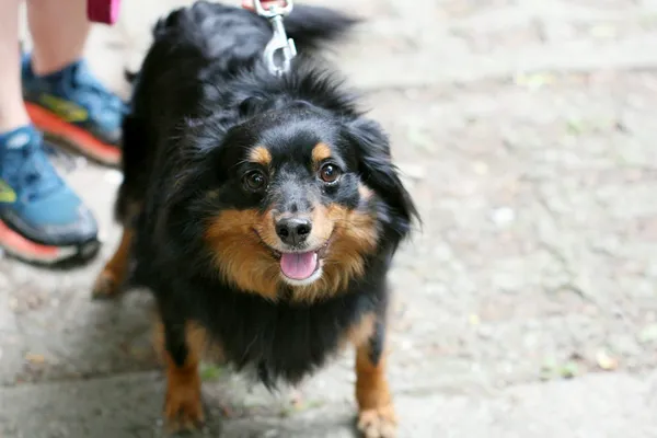 Znaleziono psa, Wałbrzych, 24 lipca 2025