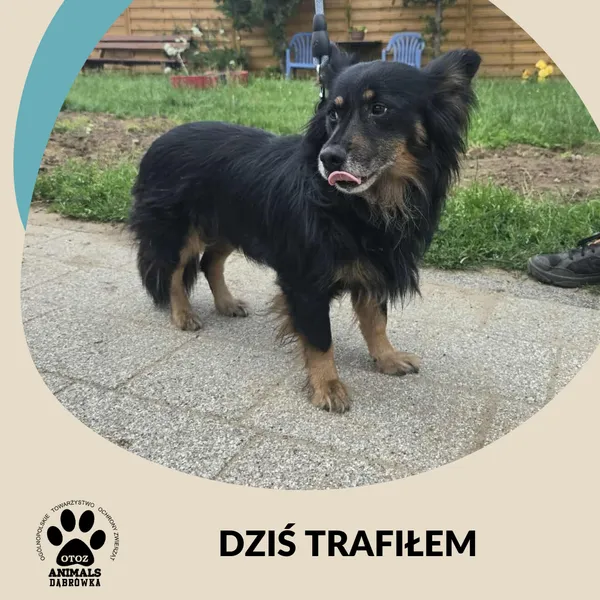 Znaleziono psa, Dąbrówka, 23 lipca 2025
