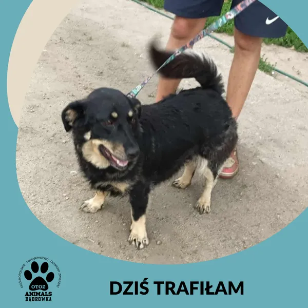 Znaleziono psa, Dąbrówka, 21 lipca 2025