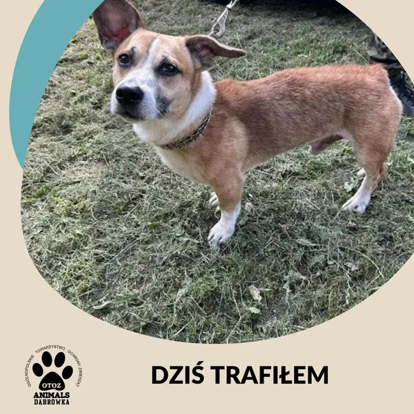 Znaleziono psa, Dąbrówka, 21 lipca 2025 (2/2)