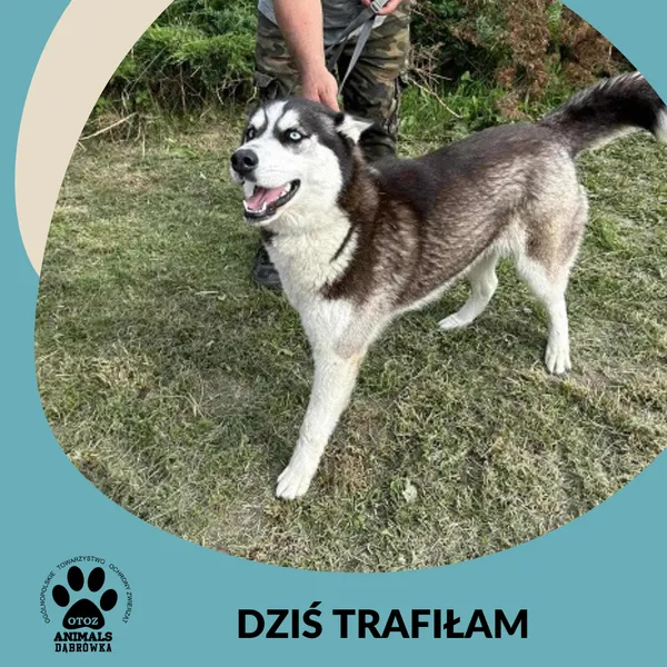 Znaleziono psa, Dąbrówka, 21 lipca 2025