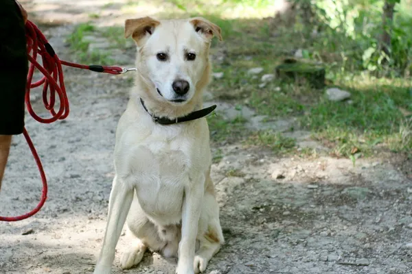 Znaleziono psa, Wałbrzych, 18 lipca 2025 (1/3)