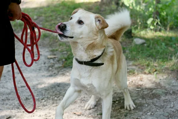 Znaleziono psa, Wałbrzych, 18 lipca 2025 (2/3)