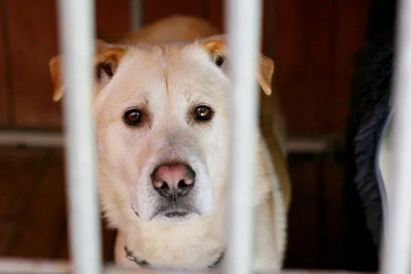 Znaleziono psa, Wałbrzych, 18 lipca 2025 (3/3)