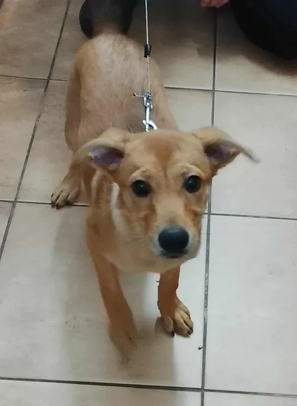 Znaleziono psa, Sosnowiec, 19 lipca 2025