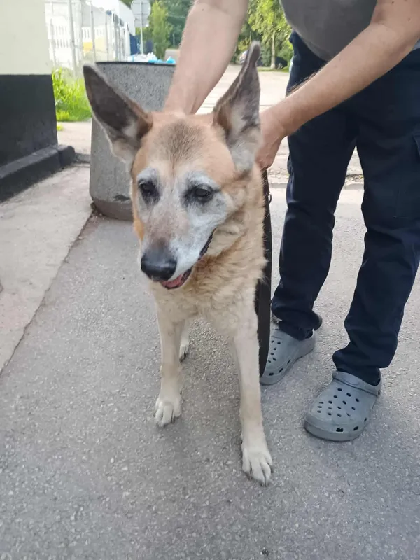 Znaleziono psa, Sosnowiec, 18 lipca 2025