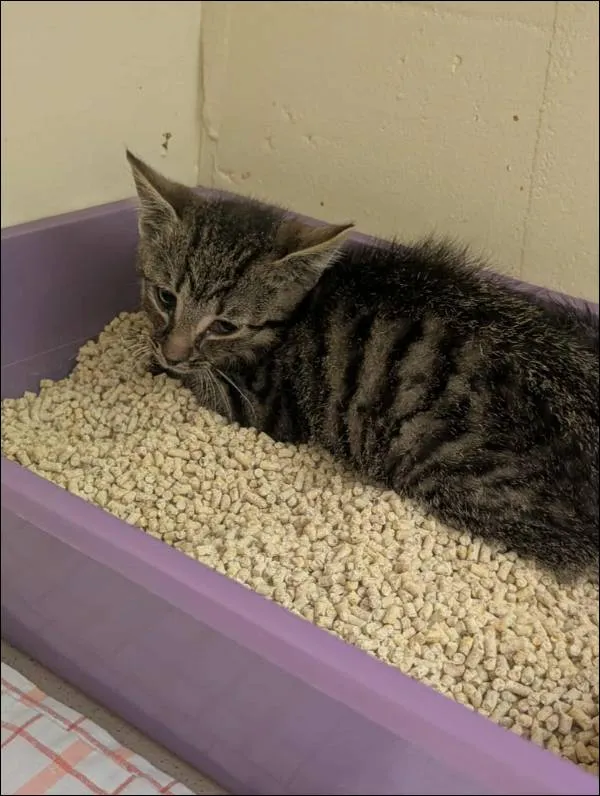 Znaleziono kota, Grudziądz, 23 lipca 2025