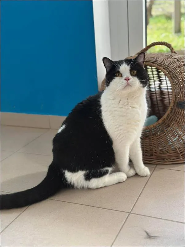 Znaleziono kota, Grudziądz, 23 lipca 2025