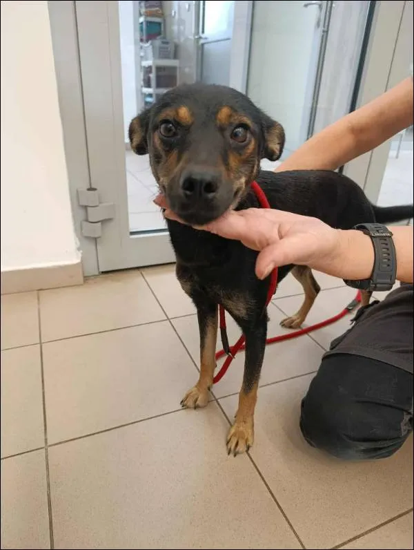 Znaleziono psa, Grudziądz, 23 lipca 2025