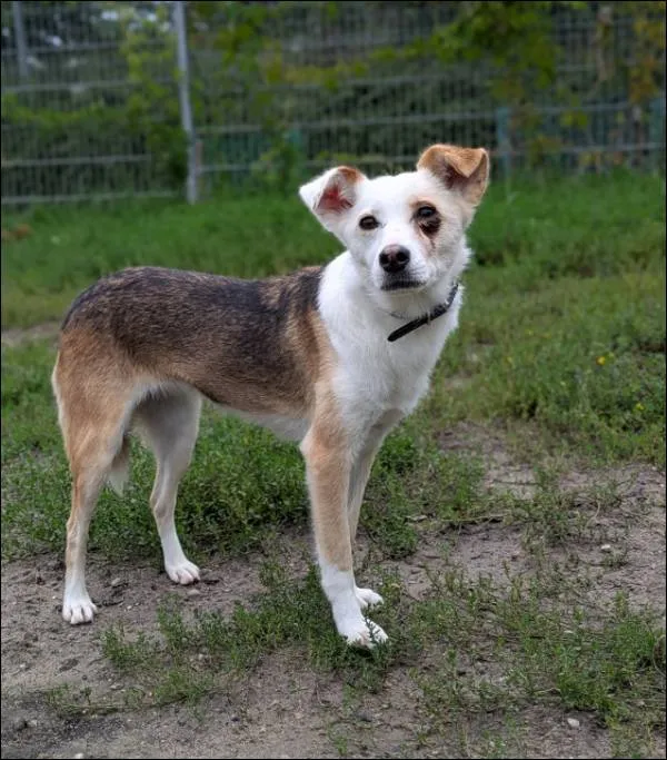 Znaleziono psa, Grudziądz, 27 lutego 2025