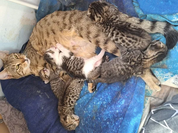 Zaginął kot, Łódź, 24 lipca 2025