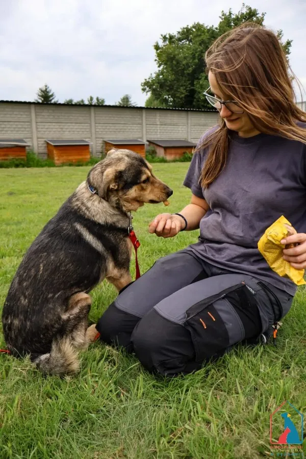 Pies do adopcji, Grudziądz, 4 lipca 2025 (5/5)