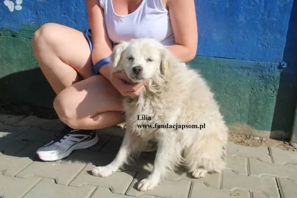 Pies do adopcji, Nowy Dwór Mazowiecki, 25 lipca 2025 (1/5)